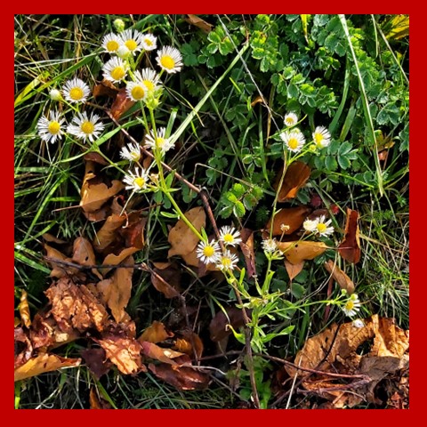 Autumn flowers n twigs 2